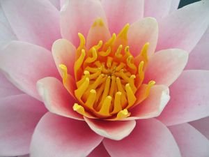 Vitamine A,C,E f�r fr�hlingsfrische Haut